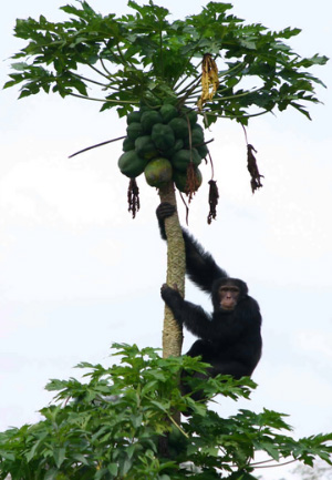 Шимпанзе воруют фрукты из чужих садов, чтобы соблазнять самок