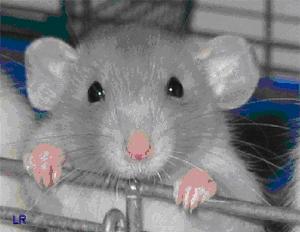 Крысы усваивают правила поведения